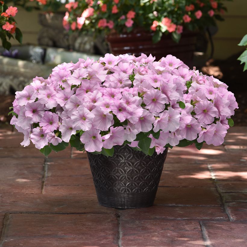 Graines de Pétunia retombant F1 Easy Wave Pink Pearl (Plant habit)