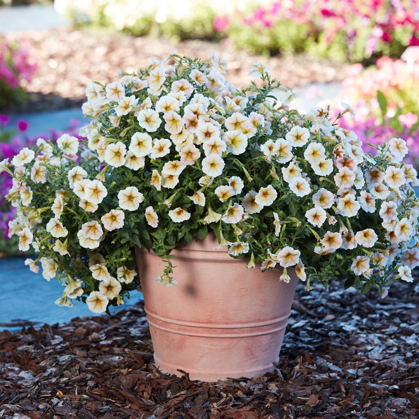 Graines de Pétunia Ingrid F1 (enrobées) (Plant habit)