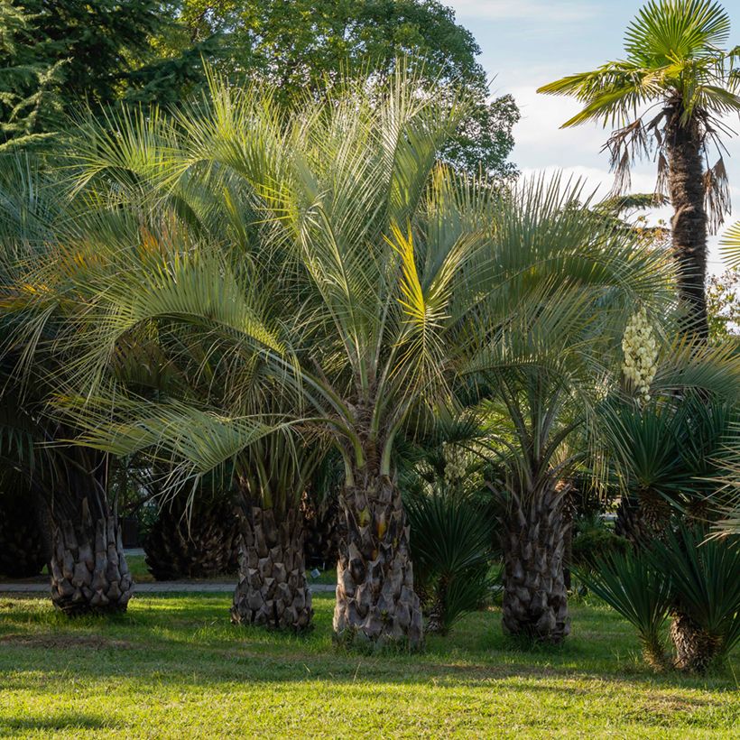 Graines de Palmier abricot - Butia capitata (Plant habit)
