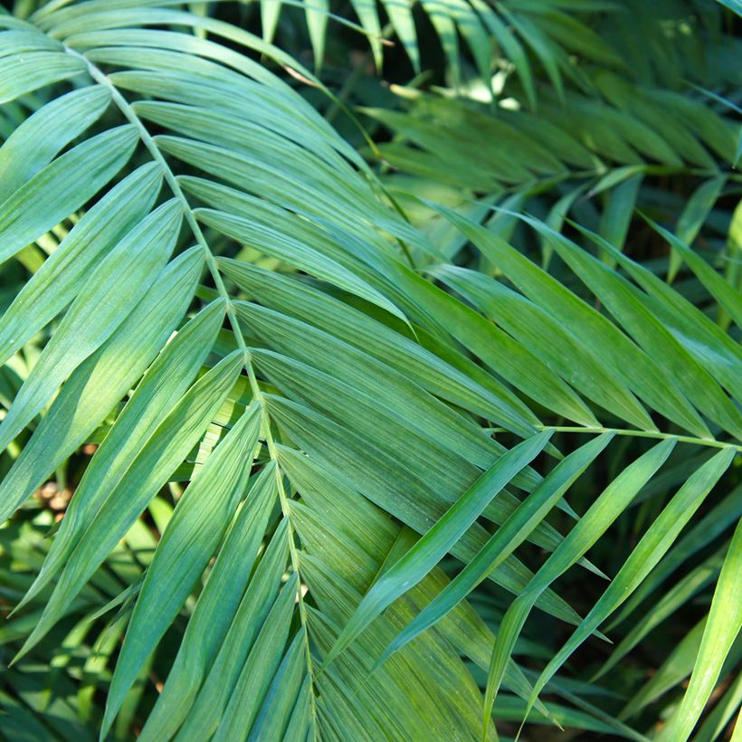 Graines de Palmier d'intérieur - Chamaedorea elegans Collinea (Foliage)