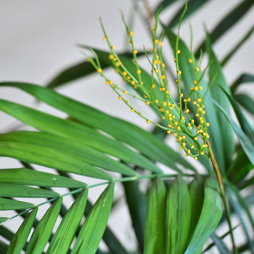 Graines de Palmier d'intérieur - Chamaedorea elegans Collinea (Flowering)