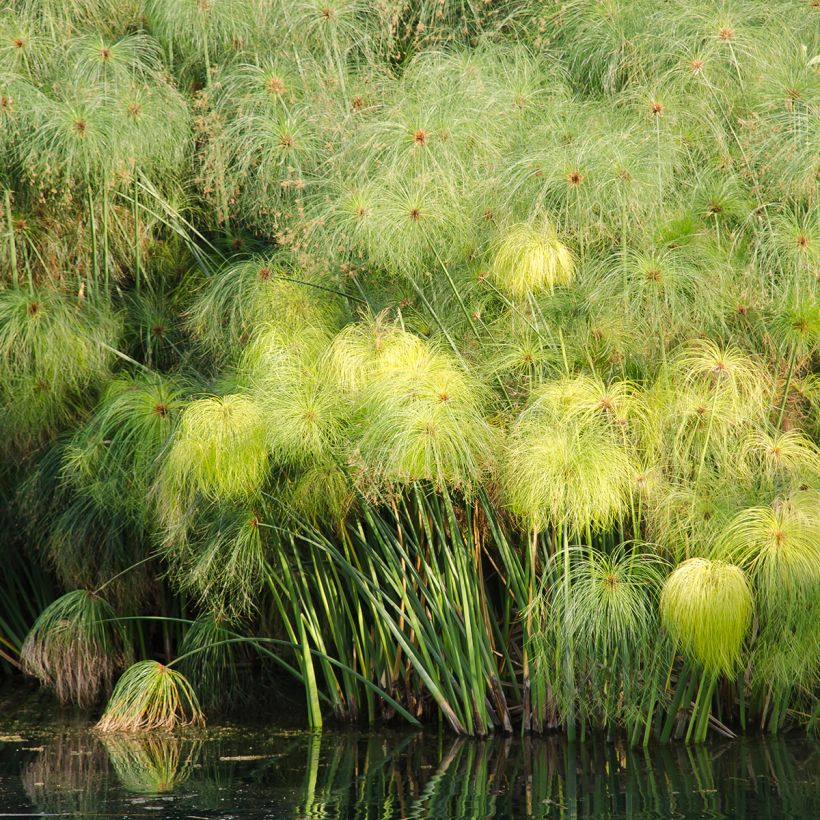 Graines de Papyrus du Nil - Cyperus papyrus (Plant habit)