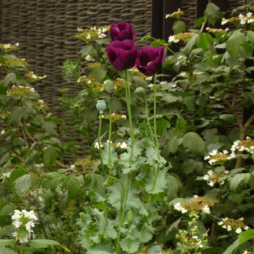 Graines de Pavot annuel Lauren's Grape - Papaver somniferum (Plant habit)
