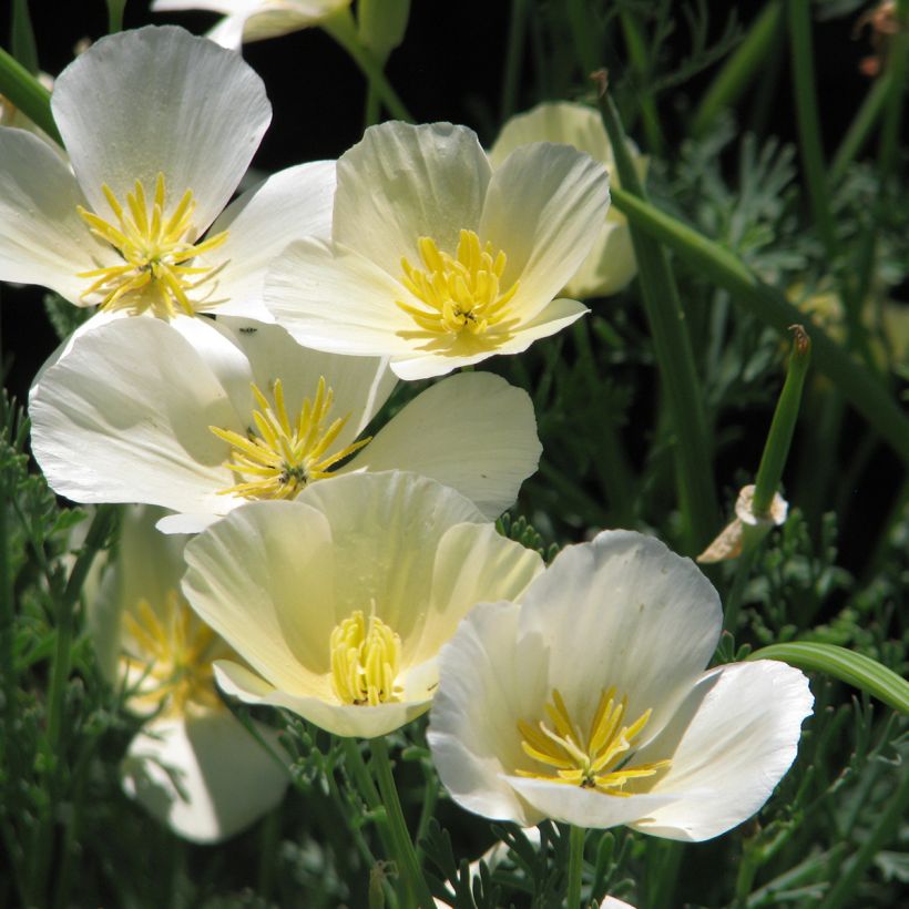 Graines de Pavot de Californie Alba - Eschscholzia californica (Flowering)