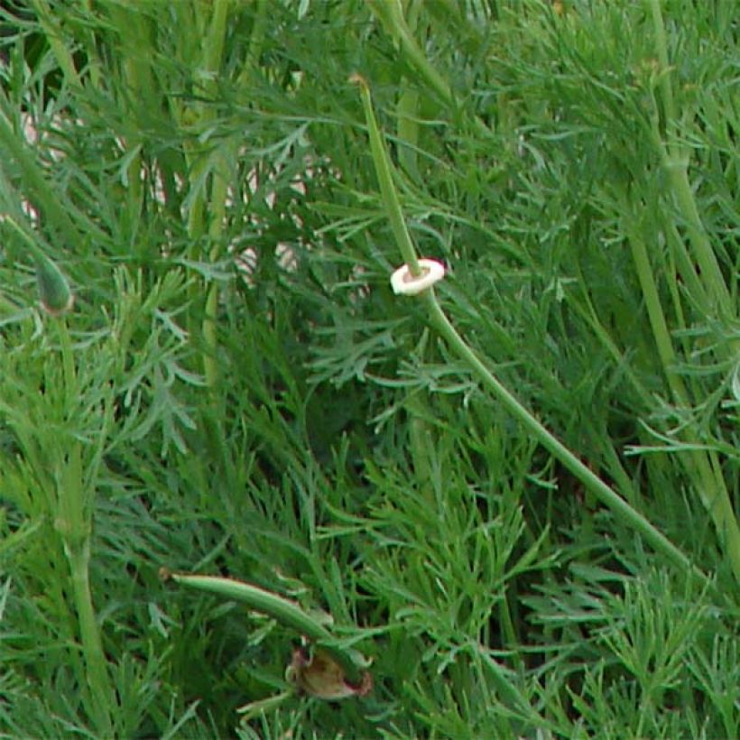 Graines de Pavot de Californie Buttermilk - Eschscholzia californica (Foliage)