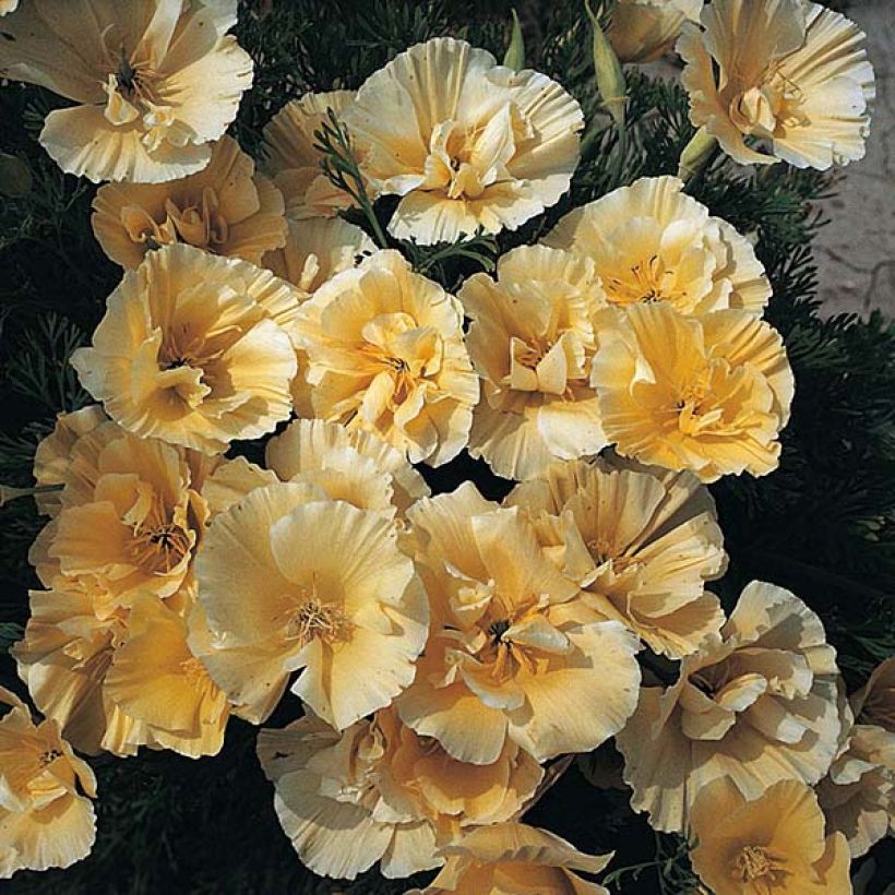 Graines de Pavot de Californie Buttermilk - Eschscholzia californica (Flowering)