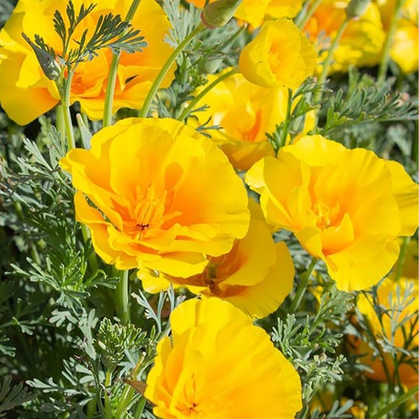 Graines de Pavot de Californie Yukon Gold - Eschscholzia californica (Flowering)