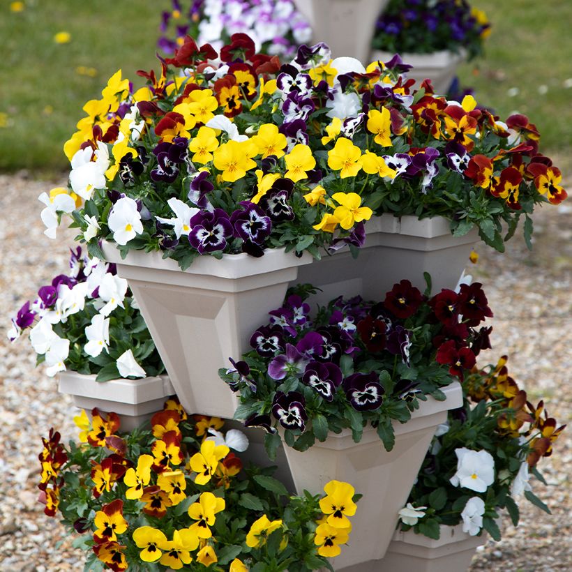 Graines de Pensée retombante Freefall XL Mix - Viola x wittrockiana (Plant habit)