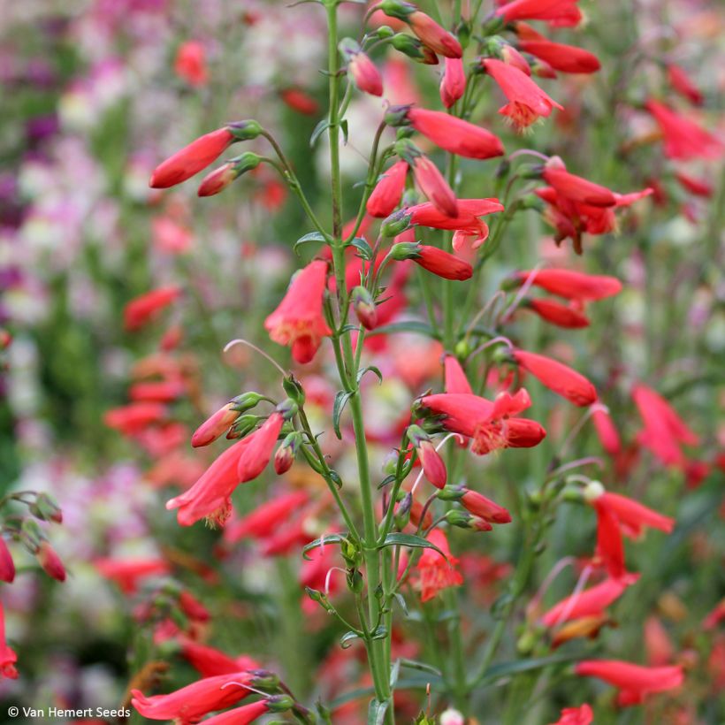 Graines de Penstemon barbatus Twizzle Scarlet - Galane (Flowering)