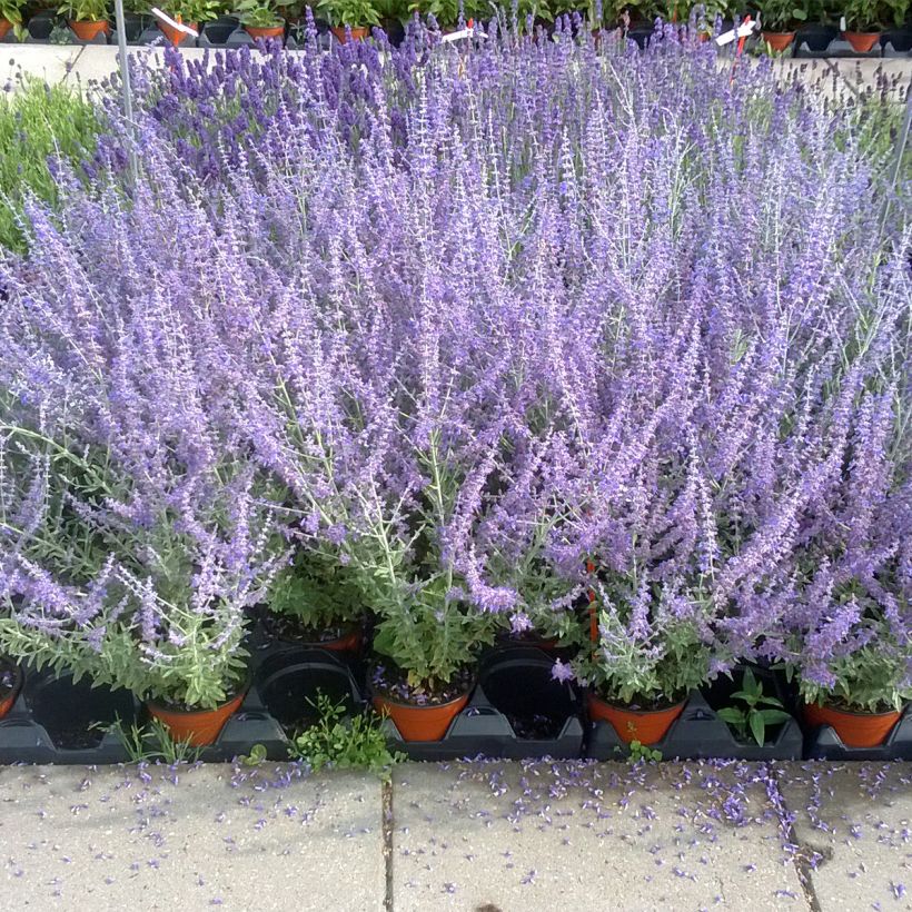 Graines de Perovskia Blue Steel - sauge d'Afghanistan (Plant habit)