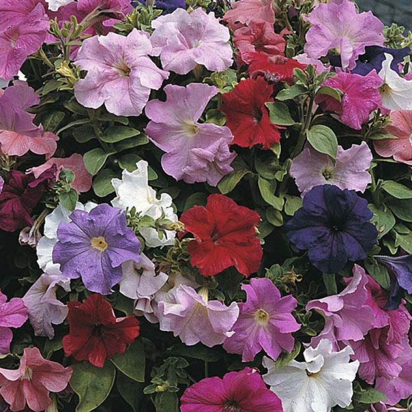 Graines de Pétunia Cascade extra en mélange (Flowering)