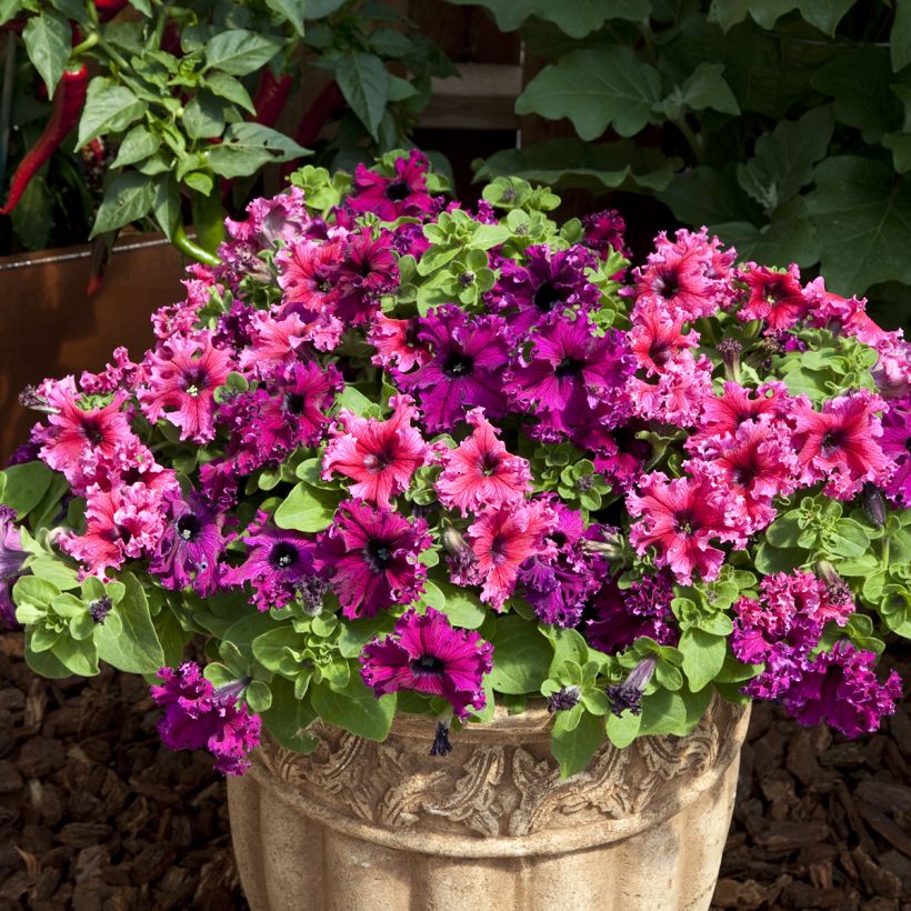 Graines de Pétunia nain Espresso Frappé Mix (Plant habit)