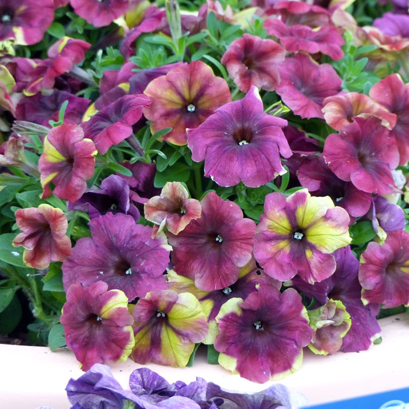 Graines de Pétunia nain Shake Raspberry (enrobées) (Flowering)