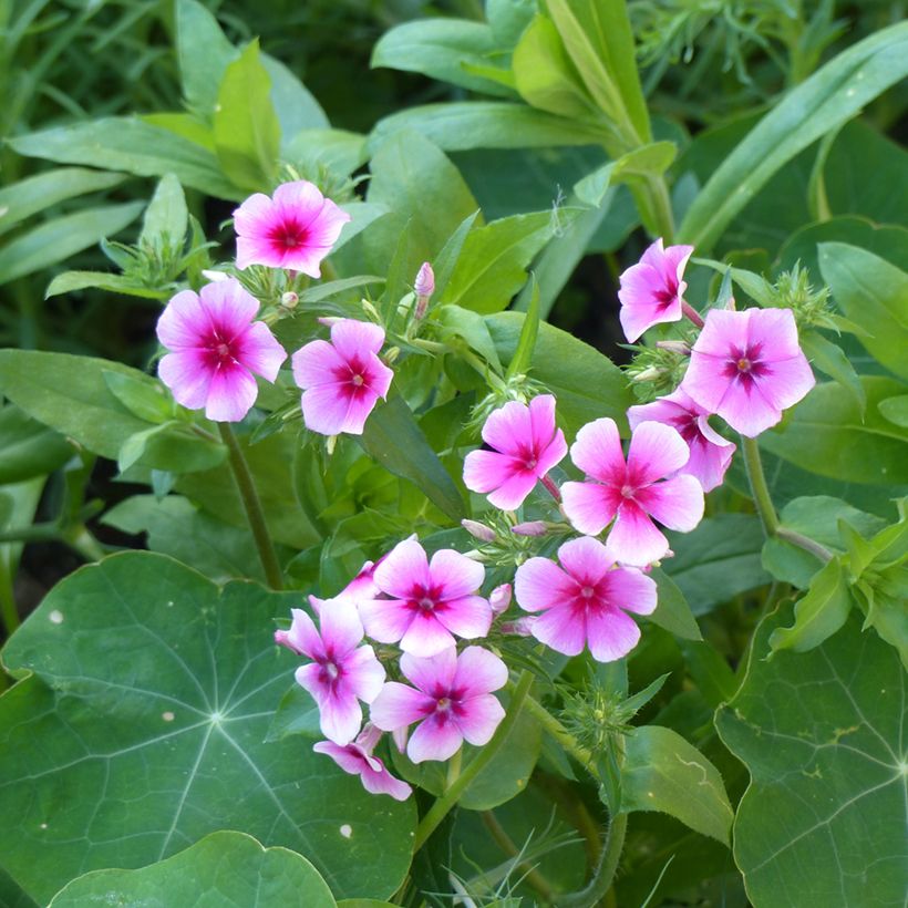 Graines de Phlox annuel Brilliant - Phlox drummondii (Flowering)