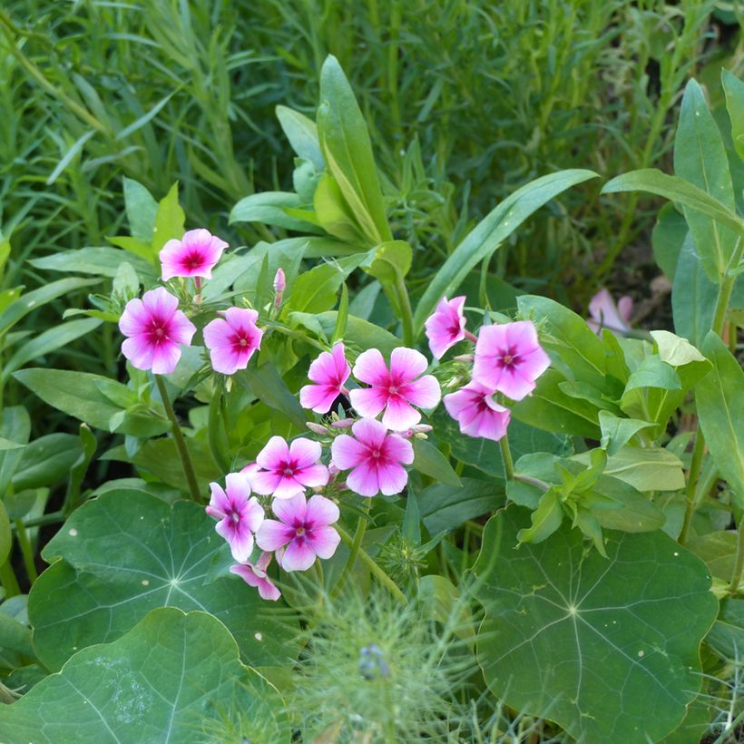 Graines de Phlox annuel Brilliant - Phlox drummondii (Plant habit)