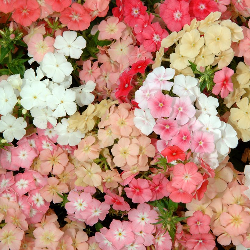 Graines de Phlox annuel nain Beauty Coral Reef - Phlox drummondii (Flowering)