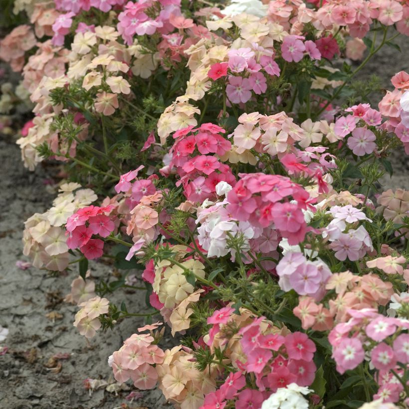 Graines de Phlox annuel nain Beauty Coral Reef - Phlox drummondii (Plant habit)