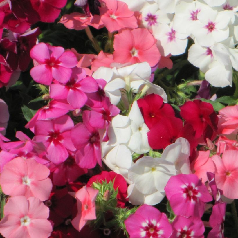 Graines de Phlox drummondii Dwarf Beauty Mix - Phlox de Drummond (Flowering)