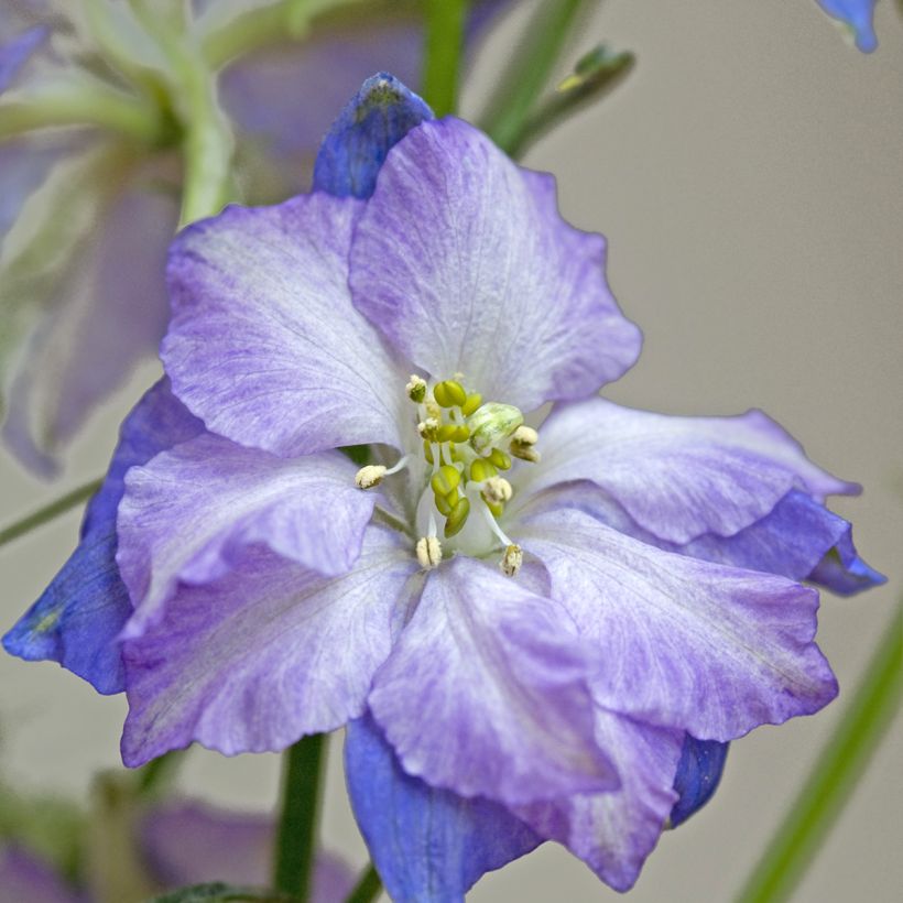 Graines de Delphinium Fancy Purple Picotee - Pied d'Alouette annuel (Flowering)