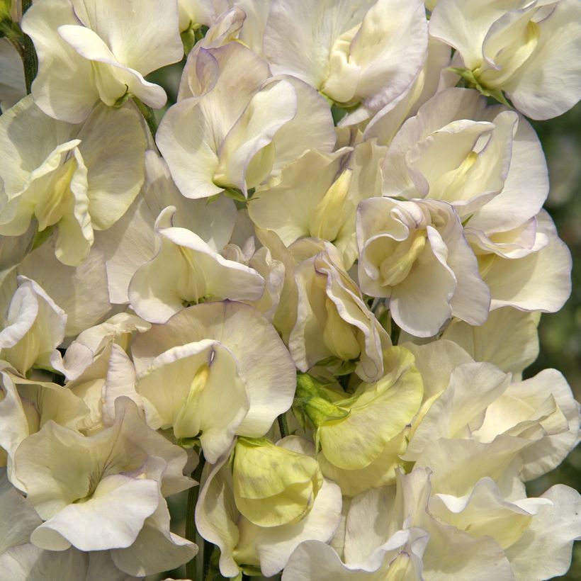 Graines de Pois de senteur Spencer Old Times - Lathyrus odoratus (Flowering)