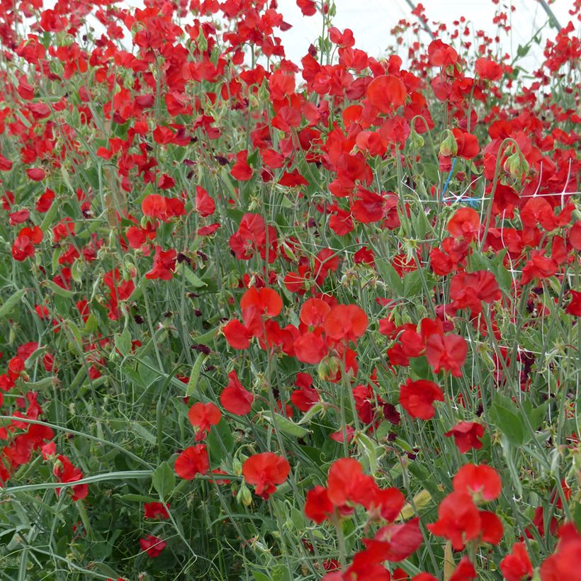 Graines de Pois de senteur Spring Sunshine Scarlet - Lathyrus odoratus  (Plant habit)