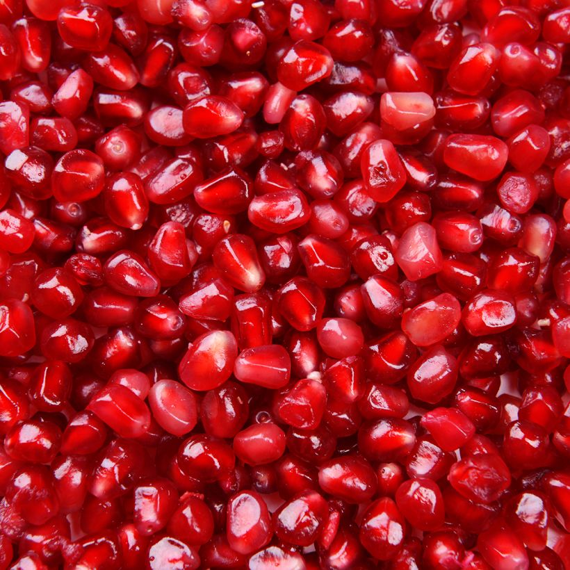 Graines de Punica granatum  - Grenadier à fruits (Harvest)
