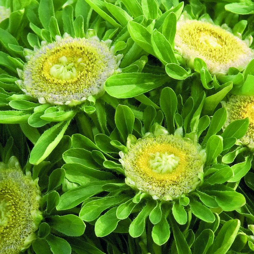 Graines de Reine-Marguerite Hulk - Callistephus chinensis (Flowering)