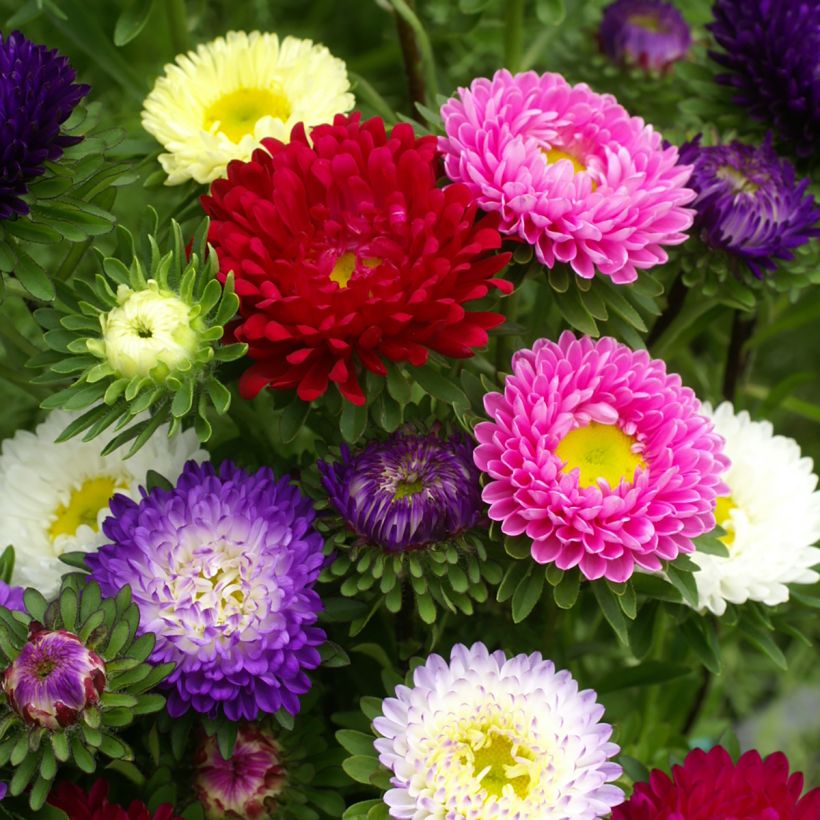 Graines de Reine-Marguerite Matsumoto Formula Mixture - Callistephus chinensis (Flowering)