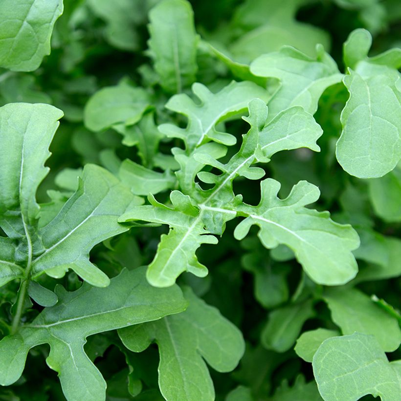 Roquette cultivée Esmée BIO (Foliage)