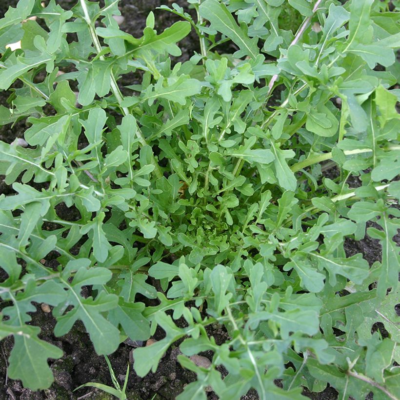 Roquette cultivée Esmée BIO (Plant habit)