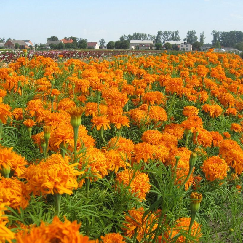 Graines de Rose d'Inde Fantastic Orange - Tagetes erecta (Plant habit)