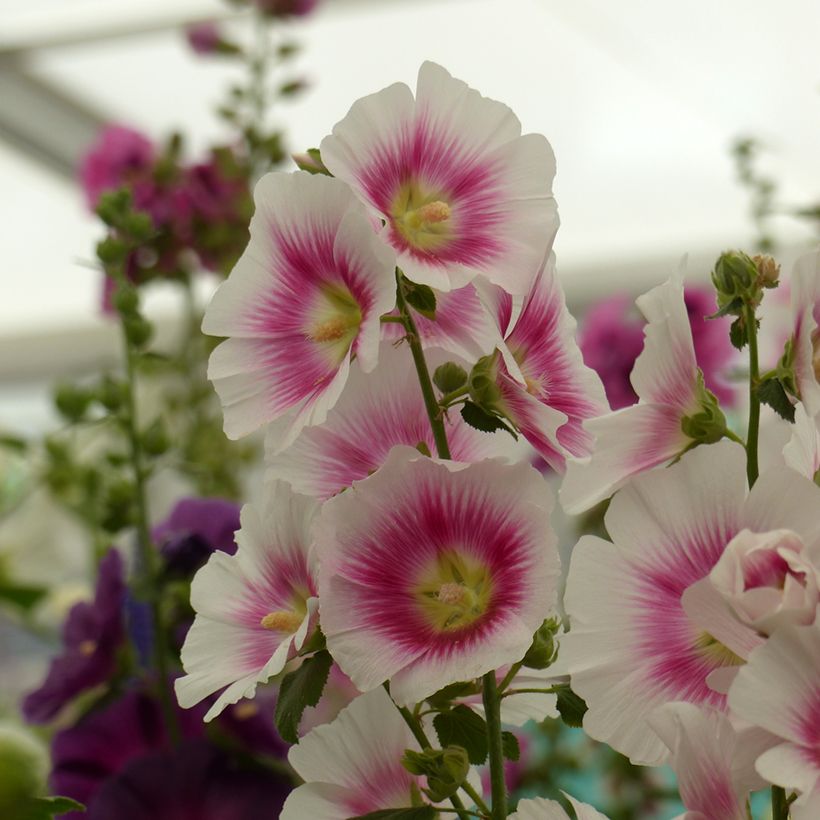 Graines de Rose trémière Halo Blush - Alcea rosea (Harvest)
