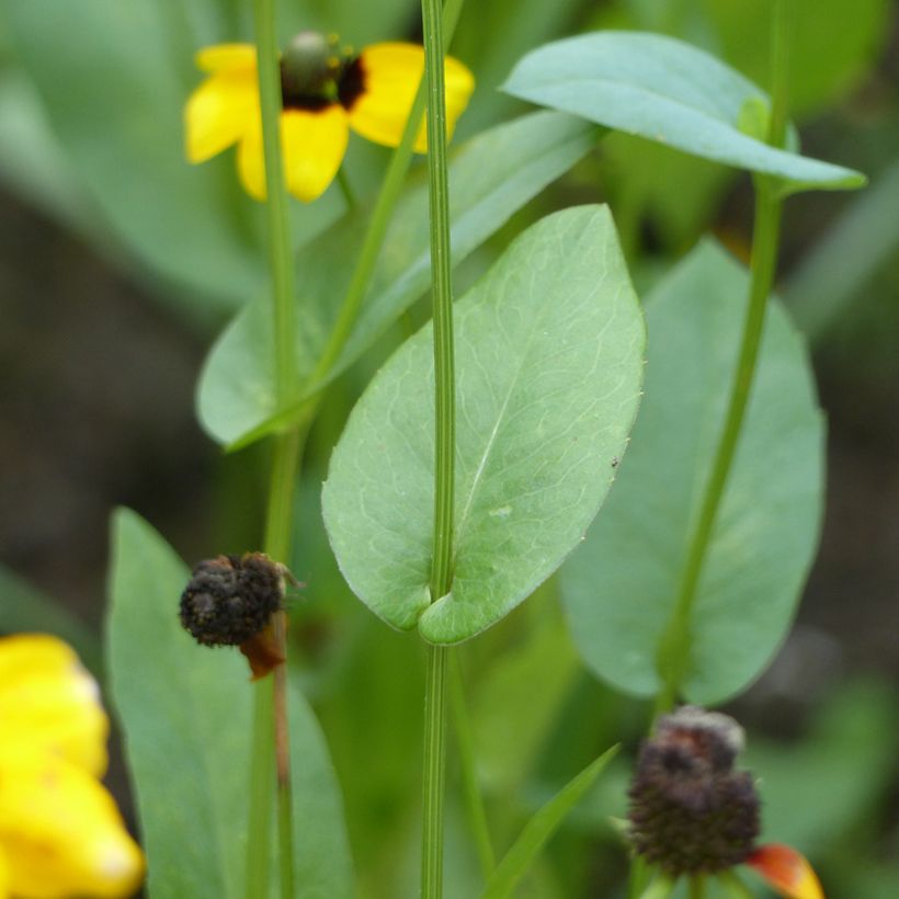 Graines de Rudbeckia Chapeau Mexicain - Rudbeckia amplexicaulis (Foliage)