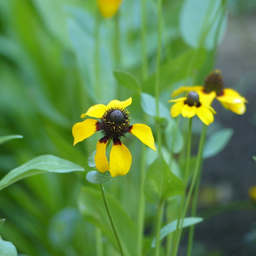 Graines de Rudbeckia Chapeau Mexicain - Rudbeckia amplexicaulis (Flowering)