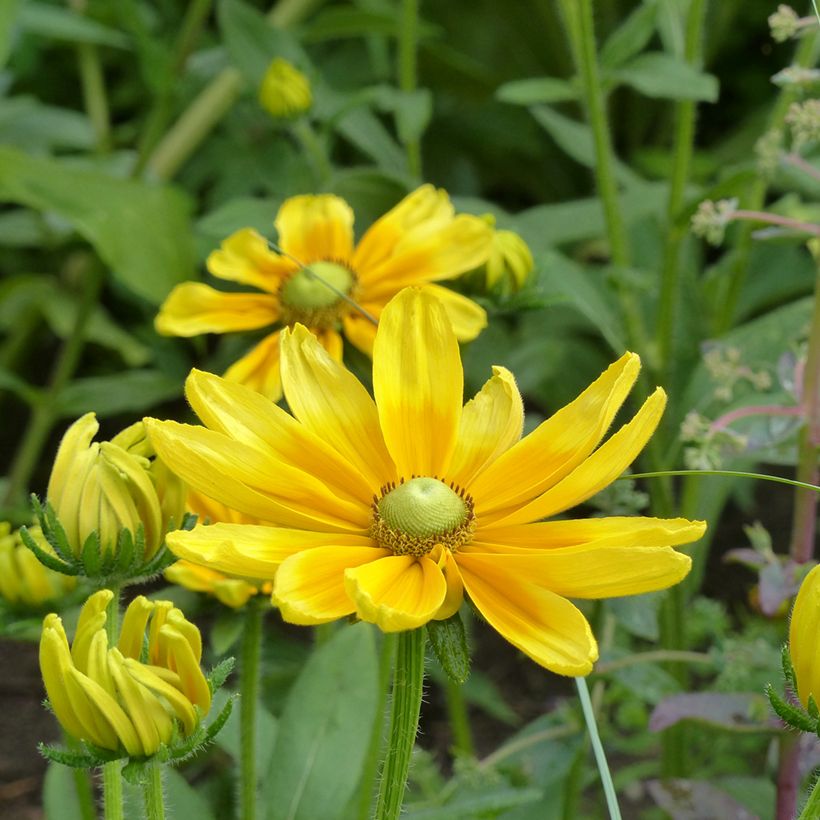 Graines de Rudbeckia Prairie Sun - Rudbeckia hirta (Flowering)
