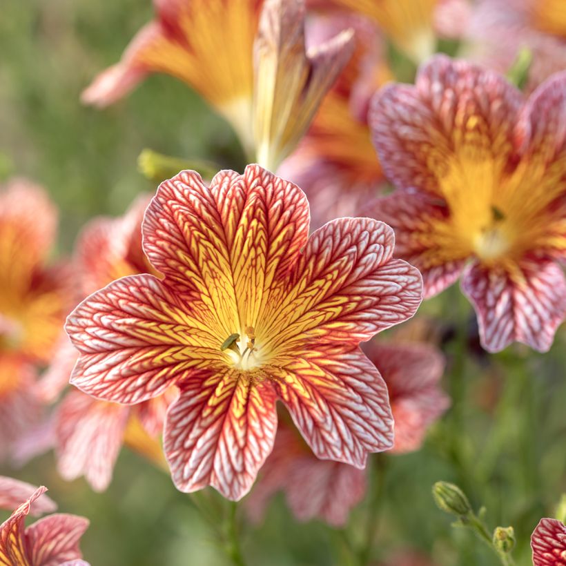 Graines de Salpiglossis sinuata Tora Red (graines enrobées) (Flowering)