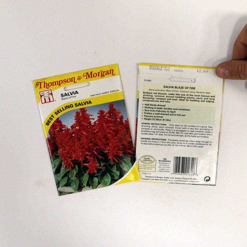 Example of Graines de Salvia splendens Blaze Of Fire - Sauge éclatante per pack of 100 seeds (0,4g) as you get