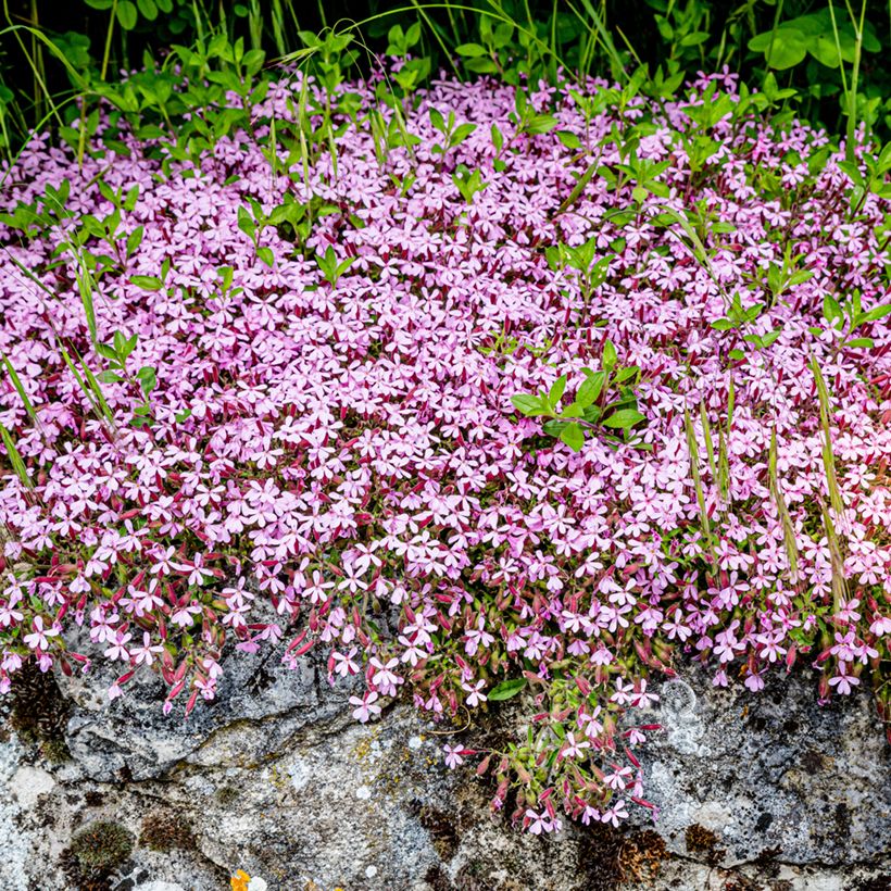 Graines de Saponaire de Montpellier - Saponaria ocymoides (Plant habit)