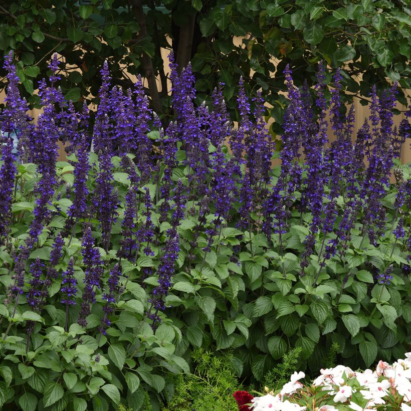 Graines de Sauge Big Blue (Plant habit)