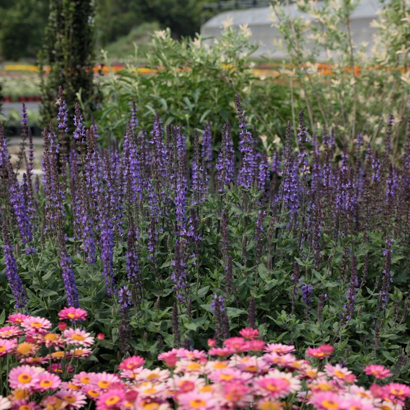 Graines de Sauge des bois Dwarf Blue Queen - Salvia nemorosa (Plant habit)
