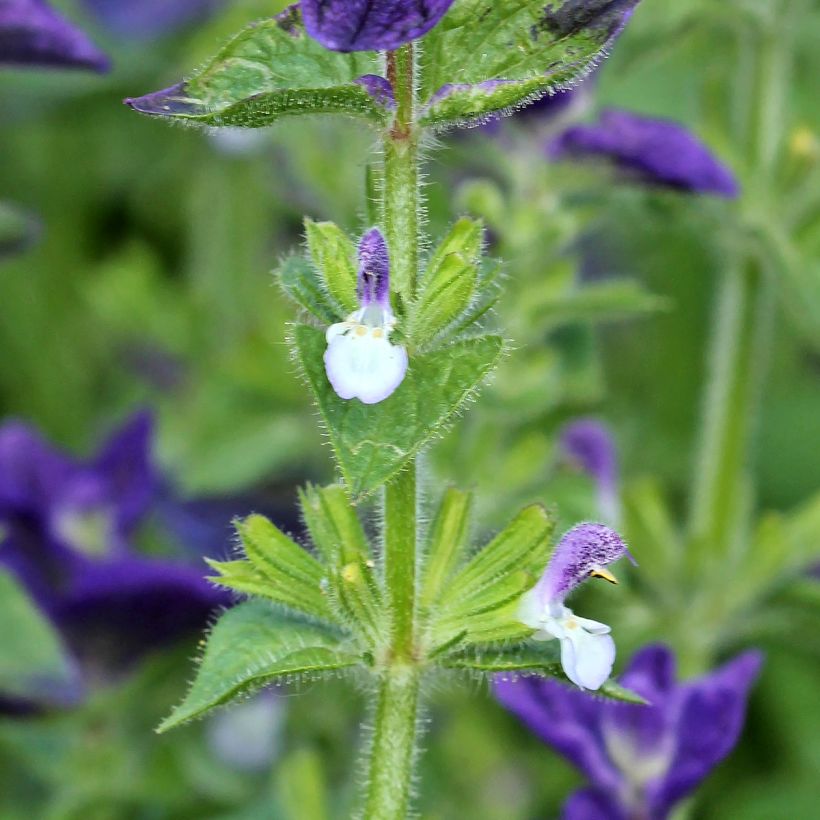 Graines de Sauge horminum Blue Monday - Sauge verte (Flowering)