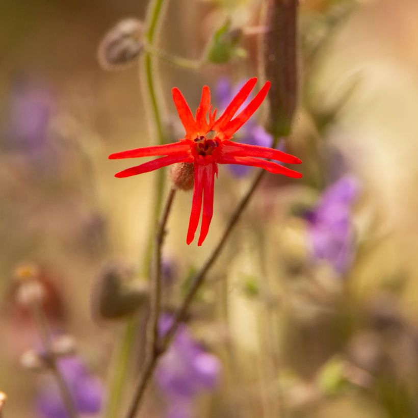 Graines de Silene laciniée Jack Flash - Silene laciniata  (Flowering)