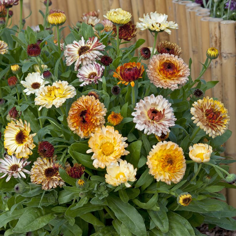 Graines de Calendula officinalis Playtime Mix BIO - Souci des jardins (Plant habit)