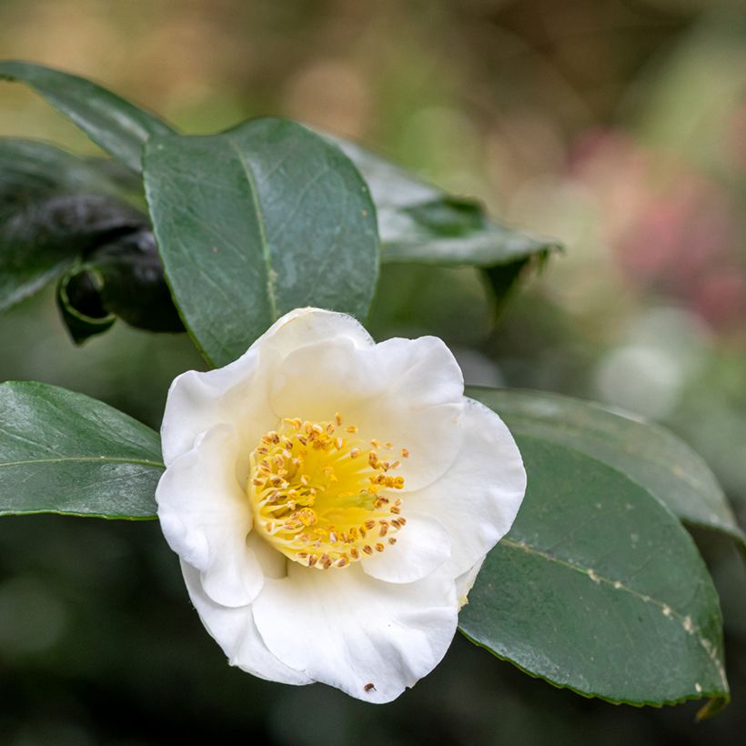 Graines de Théier - Camellia sinensis (Flowering)