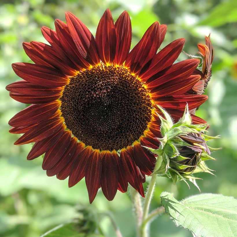 Graines de Tournesol Desire Red F1- Helianthus annuus (Flowering)