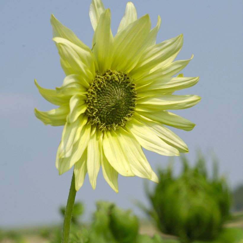 Graines de Tournesol Italian Green Heart - Helianthus debilis subsp. cucumerifolius (Flowering)