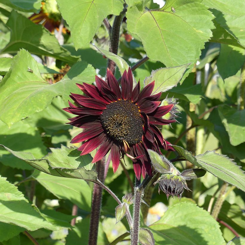 Graines de Tournesol Velvet Queen - Helianthus annuus  (Flowering)