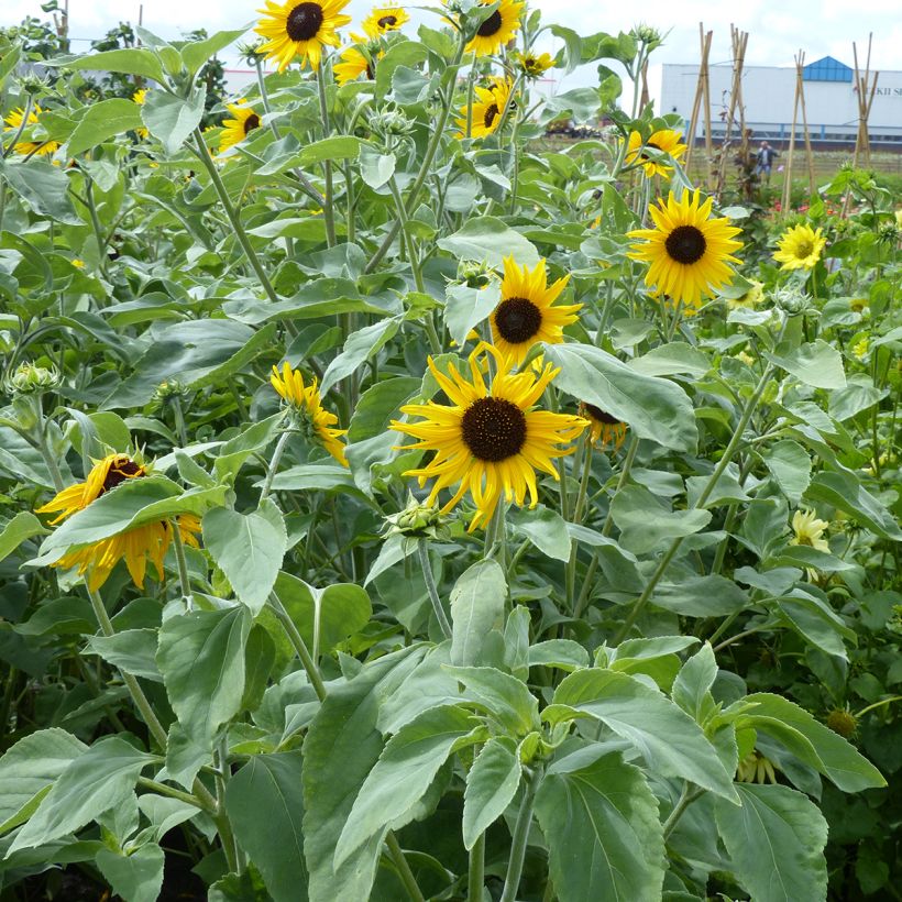 Graines de Tournesol Gold and Silver - Helianthus argophyllus (Plant habit)