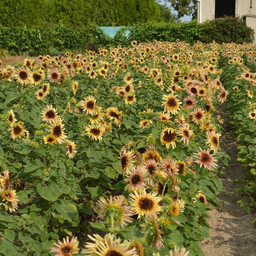 Graines de Tournesol haut double Astra Rose - Helianthus annuus  (Plant habit)
