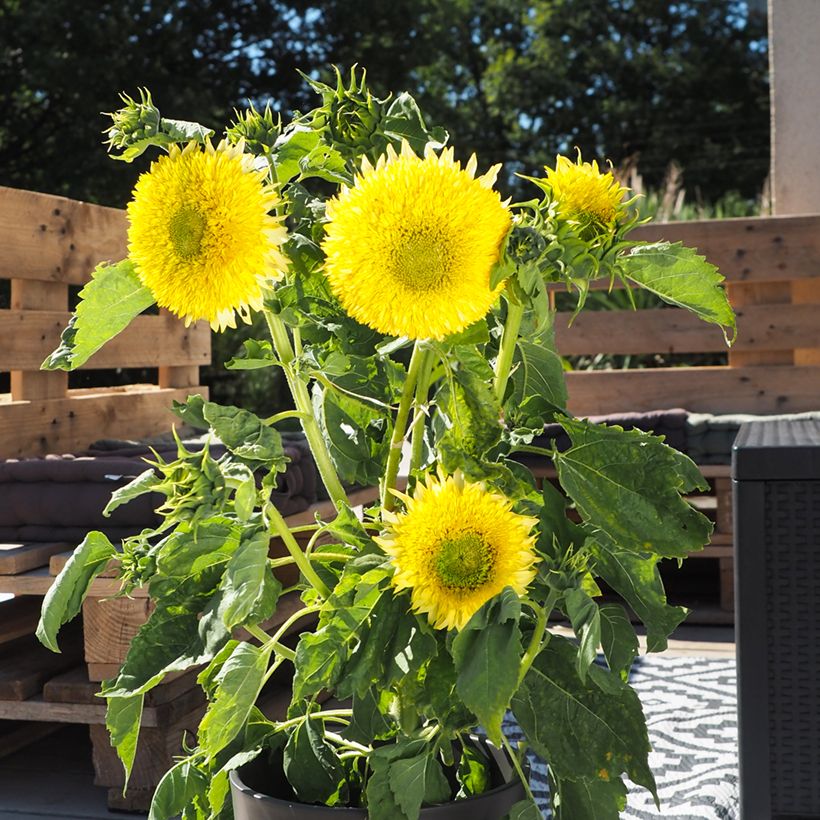 Graines de Tournesol nain Gummy Bear - Helianthus annuus (Plant habit)